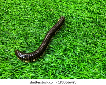 Centipede Walk Slowly At Grass