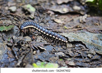 Centipede walking in the leaves