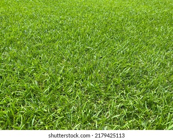 Centipede Warm Season Grass Blades