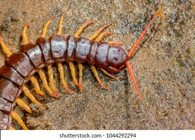 Centipede,Poisonous animal on the sand in deep forest,Chaloem Phra Kiat Thai Prachan National park,Thailand.
