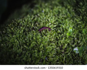 Centipedes crawling around the lush greenery of a garden