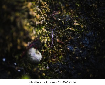 Centipedes crawling around the lush greenery of a garden