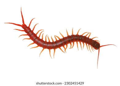 Los centípedos son invertebrados pertenecientes a la clase Chilopoda, en los artrópodos filosos. Es un animal de piernas que se encuentra en el trópico húmedo. Vive en la tierra. Hay muchos tamaños. La mayor parte de la longitud del cuerpo
