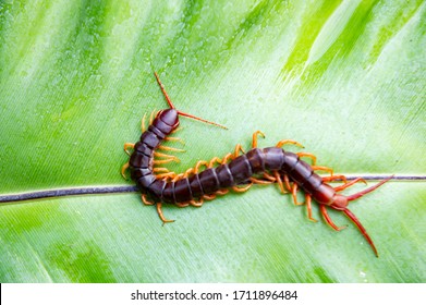 Centipedes are poisonous animals. Able to bite and release poison to enemies, it climbs on the leaves.
