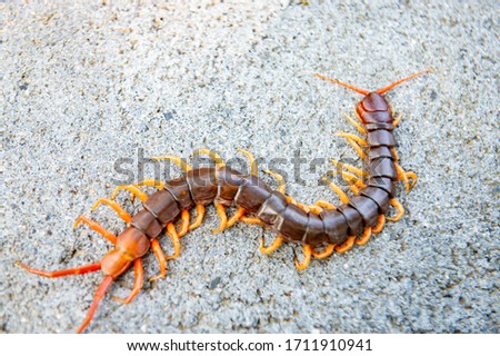 Centipedes are poisonous animals. Able to bite and release the poison, it climbs on the concrete floor