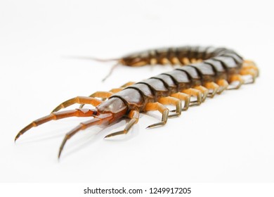 Centipedes Venomous Creature Many Legs Stock Photo 1249917205 ...