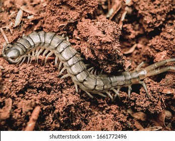 los centipedos caminan por tierras rojas.  Chilopoda