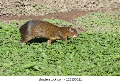 Central American Agouti