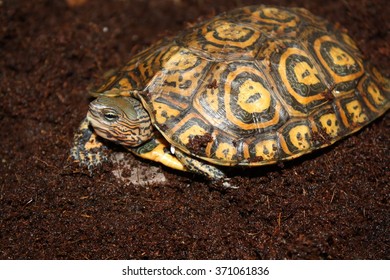 Central American Ornate Wood Turtle