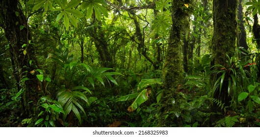 Central American Rain Forest Costa Rica Stock Photo 2168325983 ...