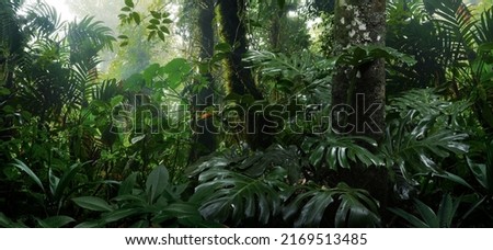 Central American Rain Forest, Costa Rica