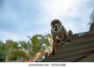 Central American Red Backed Squirrel Monkey Saimiri Oerstedii Sitting On Roof Portrait 