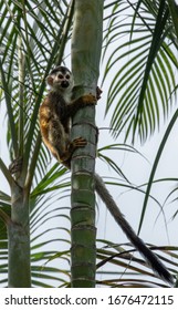 Central American Red Backed Squirrel Monkey Saimiri Oerstedii Wrapped Around Palm Tree In Costa Rica 