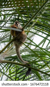 Central American Red Backed Squirrel Monkey Saimiri Oerstedii Sitting On Branch Eating A Fruit