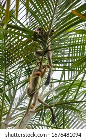 Central American Red Backed Squirrel Monkey Saimiri Oerstedii  Two Monkeys From Below View Bottom Up Hanging Chill On Palm Tree Leaf Looking Down Through The Leaves In Costa Rica Angry Face Eat Fruit