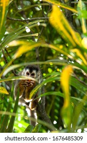 Central American Red Backed Squirrel Monkey Saimiri Oerstedii Hiding In A Bush Eating A Fruit In Costa Rica