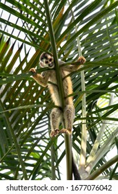 Central American Red Backed Squirrel Monkey Saimiri Oerstedii From Below View Bottom Up Hanging On Palm Tree Leaf Looking Down Through The Leaves Cute Sweet In Costa Rica 