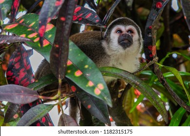 Central American Squirrel Monkey, Coca, Ecuador, South America