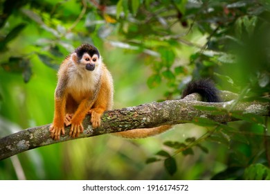 Central American squirrel monkey - Saimiri oerstedii also red-backed squirrel monkey, in the tropical forests of Central and South America in the canopy layer, orange back white and black face. - Shutterstock ID 1916174572