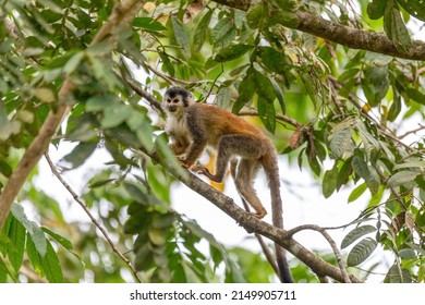 1,369 Monkey squirrel costa rica Images, Stock Photos & Vectors ...