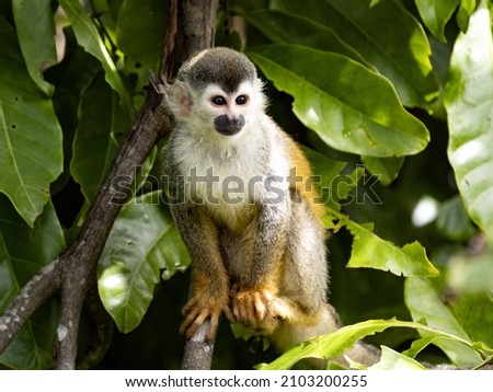 Central American squirrel monkey Saimiri oerstedii, small agile monkey, this species lives only in Central America, Costa Rica