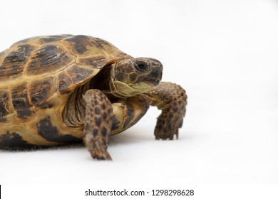 Central Asian Land Tortoise On White Background