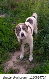 Central Asian Shepherd Dog