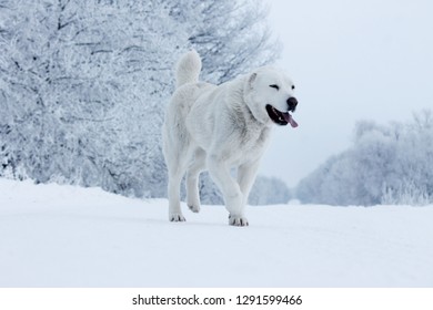 Central Asian Shepherd Dog