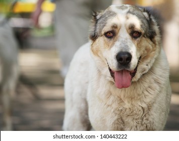 Central Asian Shepherd Dog