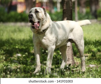 Central Asian Shepherd Dog