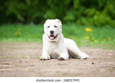 Central Asian Shepherd Dog 