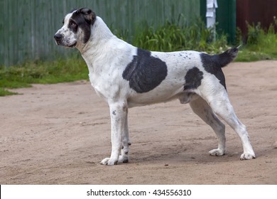 Central Asian Shepherd Dog 