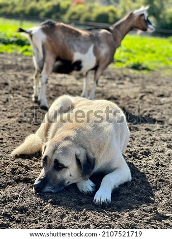 A Central Asian Shepherd dog tasked with guarding a herd of goats at a dairy farm lounges in the sun