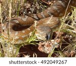A Central Australian Carpet Python in the West MacDonnell Ranges.
