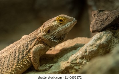 Central Bearded Dragon