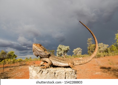 Central Bearded Dragon basking on fence post and encroaching storm