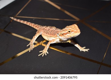 Central Bearded Dragon - Lizard Family Agamidae