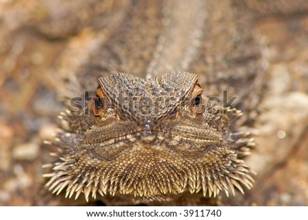 Similar – macro image of Bufo bufo head