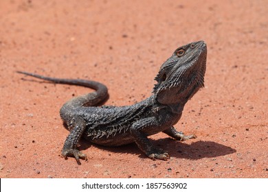 Central Bearded Dragon Photographed In Outback NSW Australia