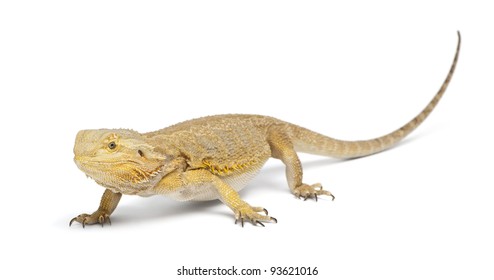 1,979 Central bearded dragon Images, Stock Photos & Vectors | Shutterstock