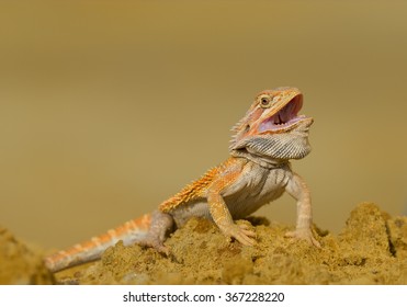 Central bearded dragon sitting on the yellow rock, with open mouth, Czech republic