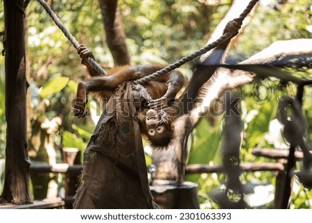 Central Bornean orangutan (Pongo pygmaeus wurmbii) on a tree with a bag in his hands in a tropical zoo garden in Bali, Indonesia