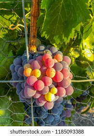 Central California Coast Winery Grapes 