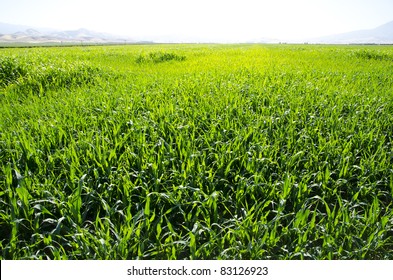 A Central California Farm Field Has A Cover Crop Planted To Revitalize The Soil And Prevent Erosion