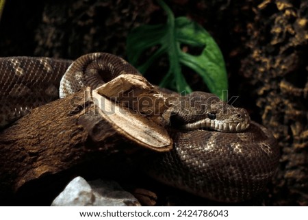 Central Carpet Python (Morelia bredli), is a non-venomous specie that is endemic to Australia. common names are Centralian Carpet Python, Bredl’s Python and Central Australian Bredl’s Carpet Python
