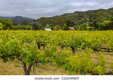 Central Coast Winery In Carmel Valley, California