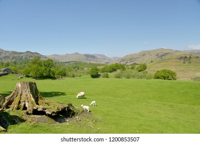 Central Fells Seen Across Fields From Tilberthwaite, Lake District