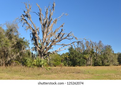 Central Florida Flatwoods With Live Oak, Palmetto, Sable Palm, Yellow Pine