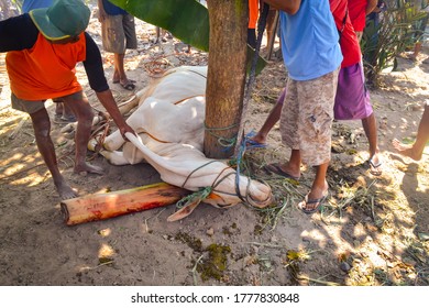 Central Java, Indonesia - August 22, 2018: Indonesian Muslims help in halal slaughtering part of a cow during Eid Al-Adha Al Mubarak, the Feast of Sacrifice or Qurban. - Shutterstock ID 1777830848