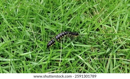 Central Java, Indonesia- Feb 26, 2025.
crow caterpillar, a species of millipede on green grass.